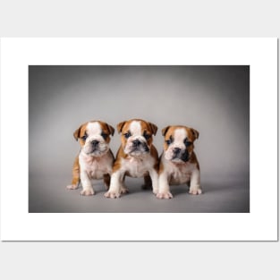 Bulldog puppies Posters and Art